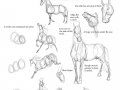 Horse_Tutorial_by_Droemar.jpg